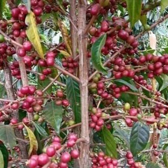 Ethiopia Natural Single Origin- Medium Light Roast - Image 2